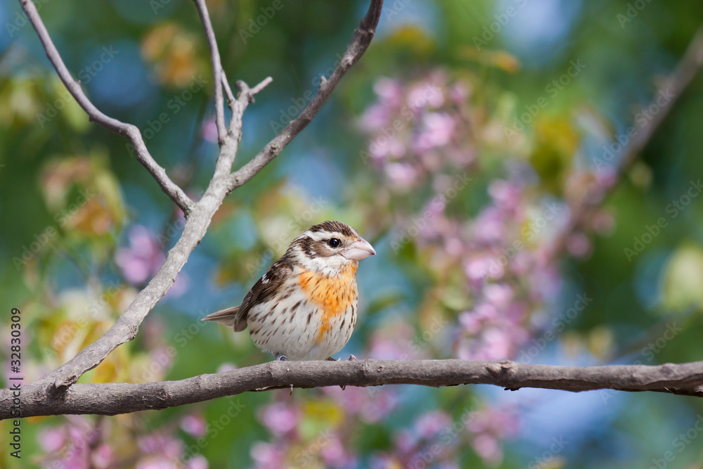 Fototapeta premium female rose-breasted grosbeak
