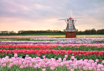 Wandcirkels Tulp Bloeiende tulpen in voorjaarslandschap  © SunnyS