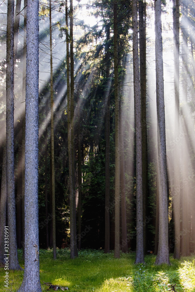 rays of light in forest rays of light in forest