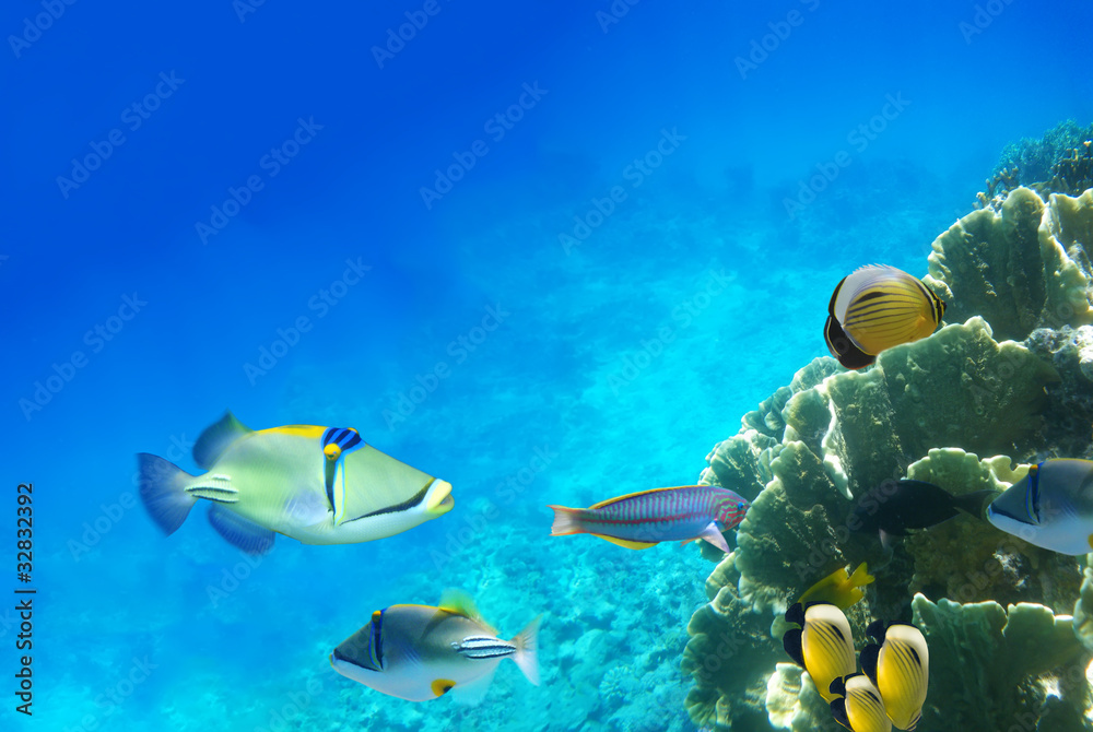 Fototapeta premium Underwater life of a hard-coral reef, Red Sea, Egypt
