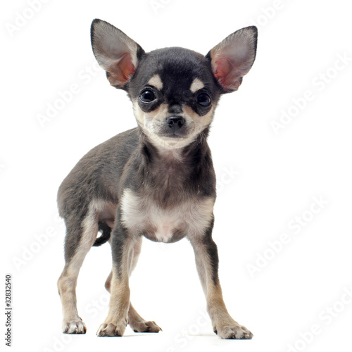 chiot chihuahua poil court