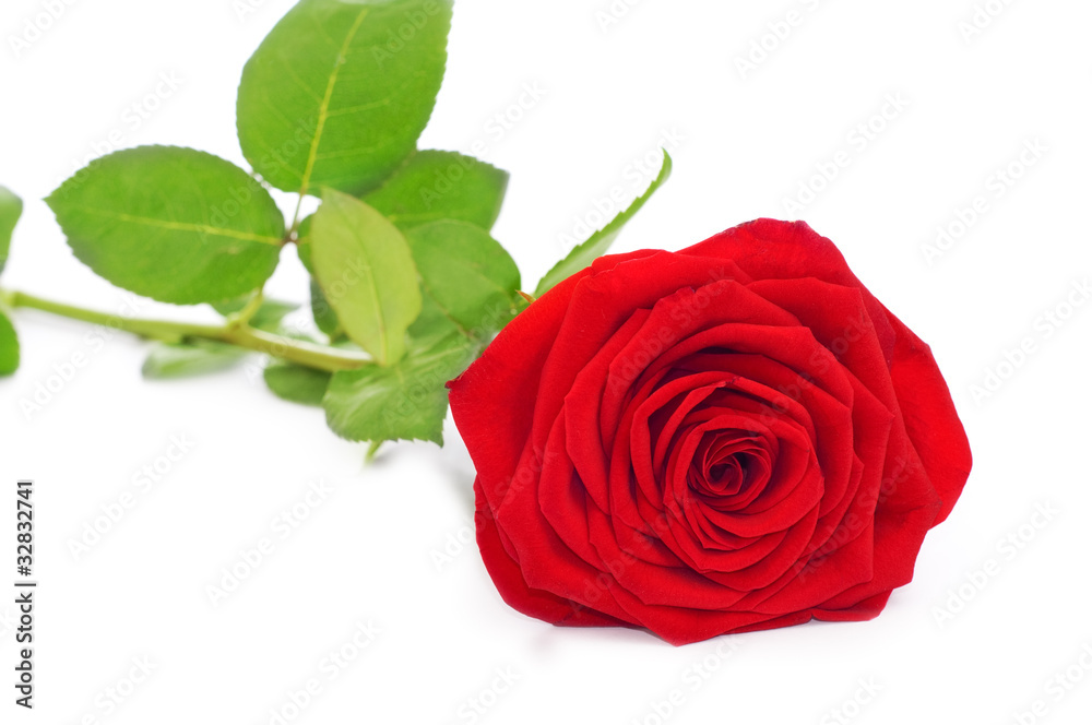 red rose isolated red rose isolated