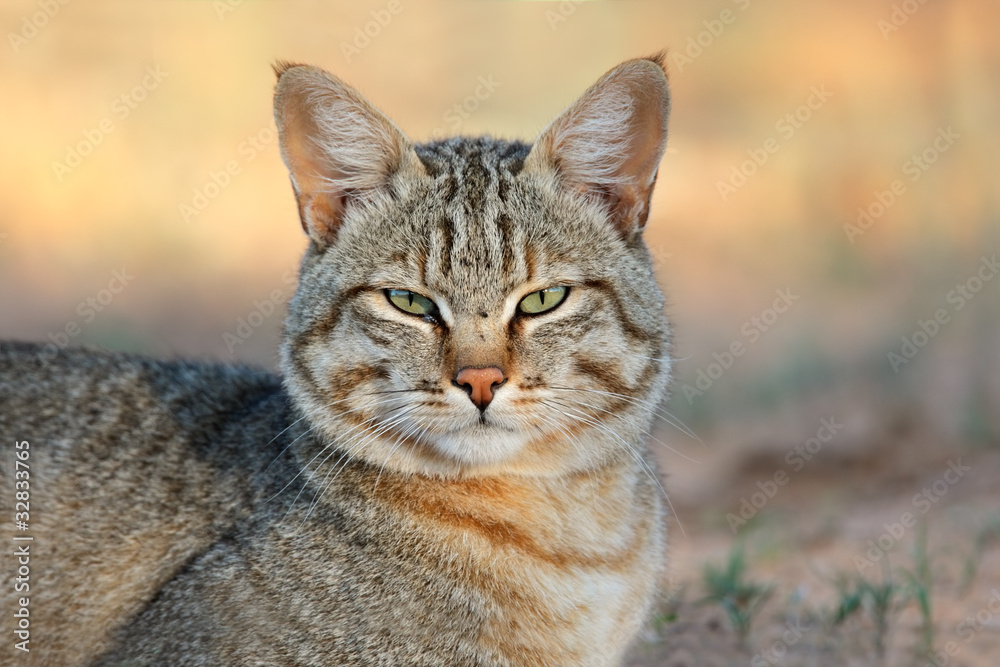 African wild cat African wild cat