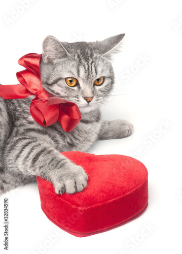 Isolated grey cat with red bow and heart