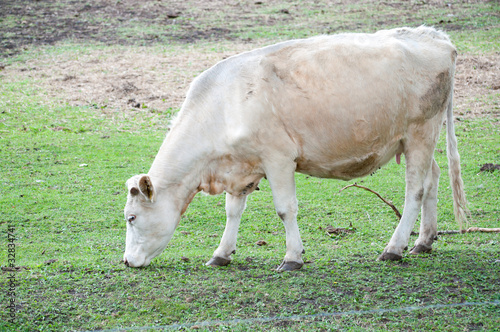 white cow on the pasture