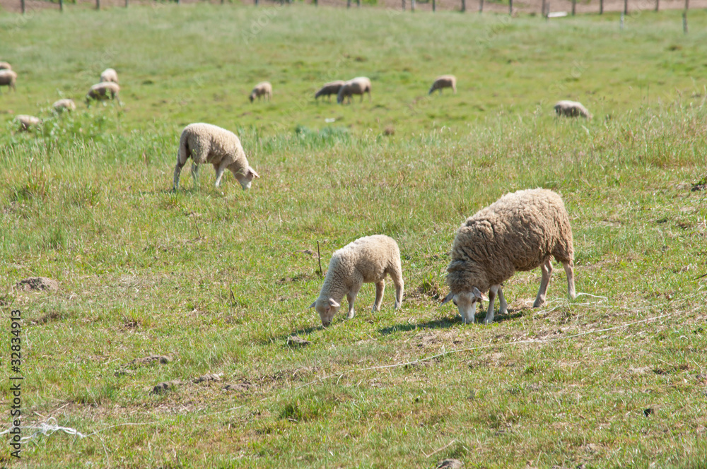 sheep on the pasture