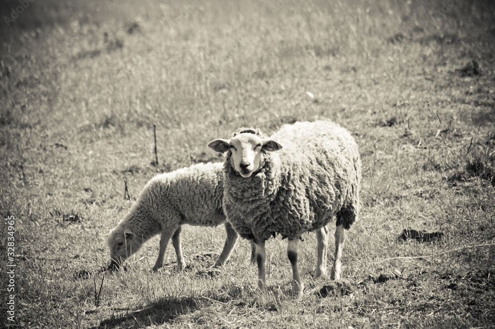 Obraz premium sheep on the pasture
