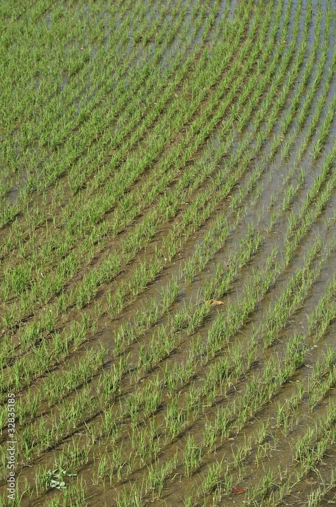 rice, water and reflected sky #5 rice, water and reflected sky #5