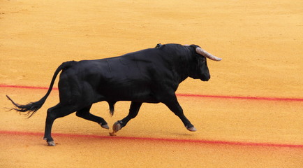 Poster Stierenvechten Imposante zwarte stier tijdens corrida  © Marco Desscouleurs