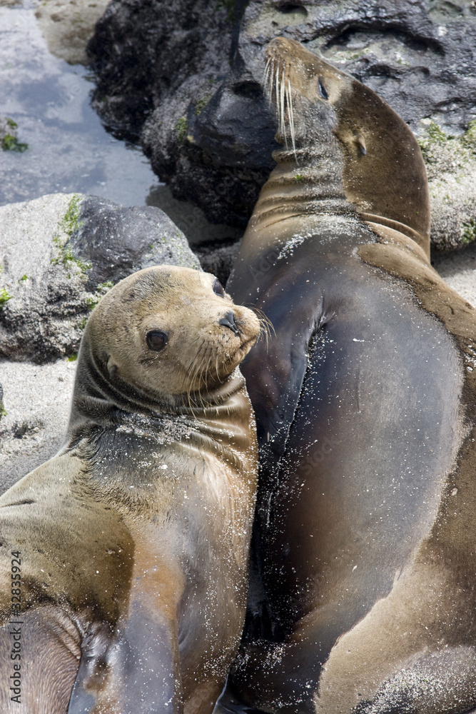 Fototapeta premium San cristobal island,iles galapagos Ecuador