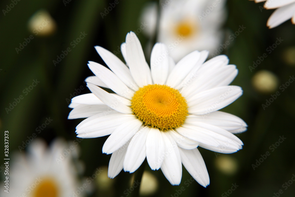 Daisy macro Daisy macro
