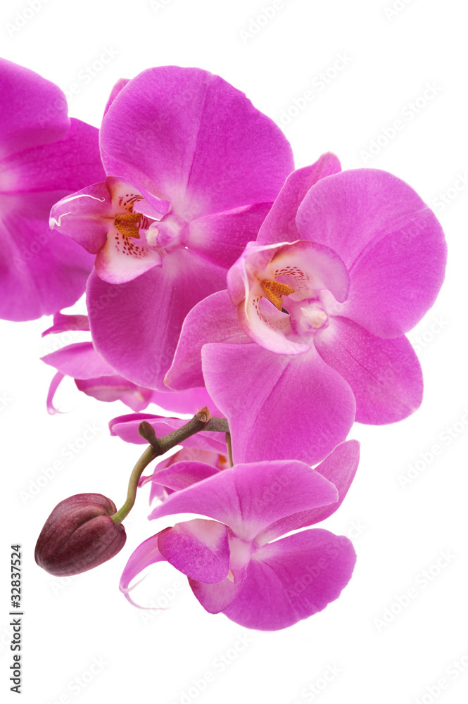 Pink orchid (Phalaenopsis) flowers, isolated, white background