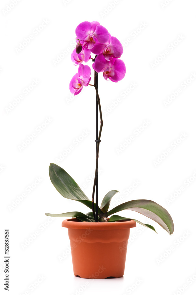 Pink orchid (Phalaenopsis) in a flowerpot, isolated, white backg Pink orchid (Phalaenopsis) in a flowerpot, isolated, white backg
