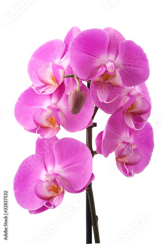 Pink orchid  Phalaenopsis  flowers  isolated  white background