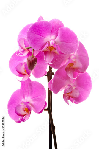 Pink orchid  Phalaenopsis  flowers  isolated  white background