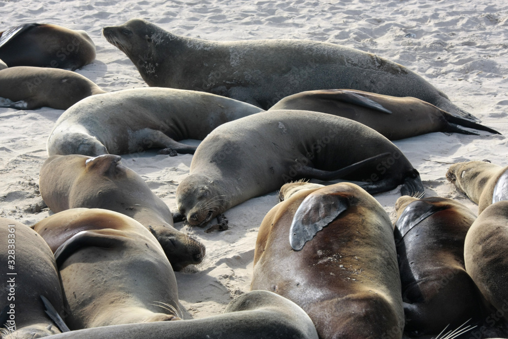 Fototapeta premium Isla santa fé,islas galapagos Ecuador