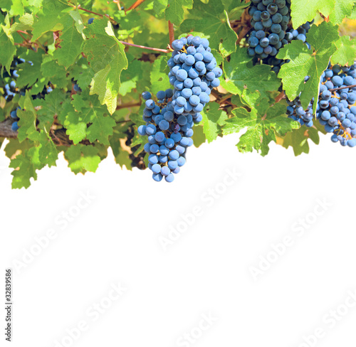 Clusters of grapes  isolated on a white background