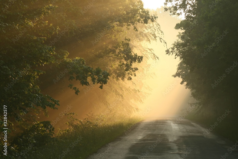 Fototapeta premium Leśny szlak otoczony mgłą powstałą w wyniku silnych opadów deszczu