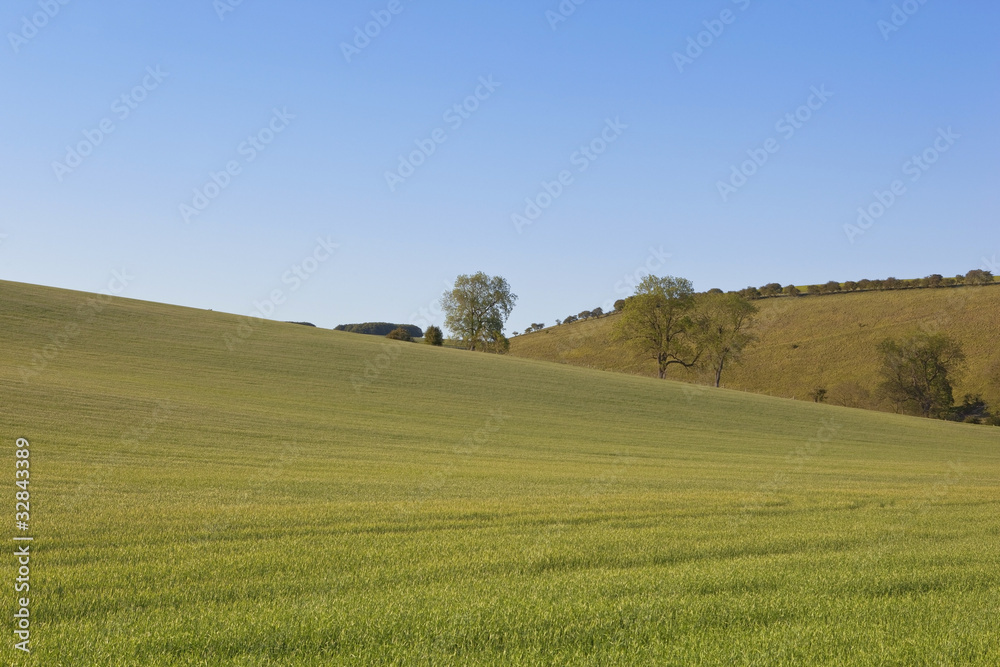 Obraz premium agricultural landscape 2