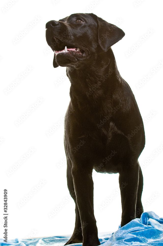 Labrador, schwarz, Rassehund, Studioaufnahme, freigestellt Labrador, schwarz, Rassehund, Studioaufnahme, freigestellt