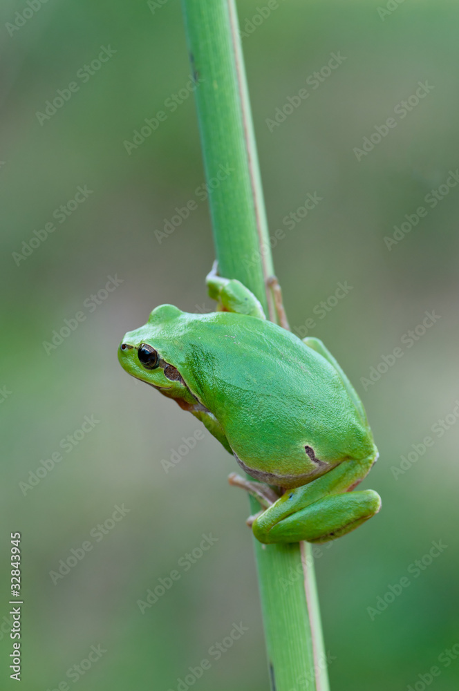 Obraz premium European tree frog