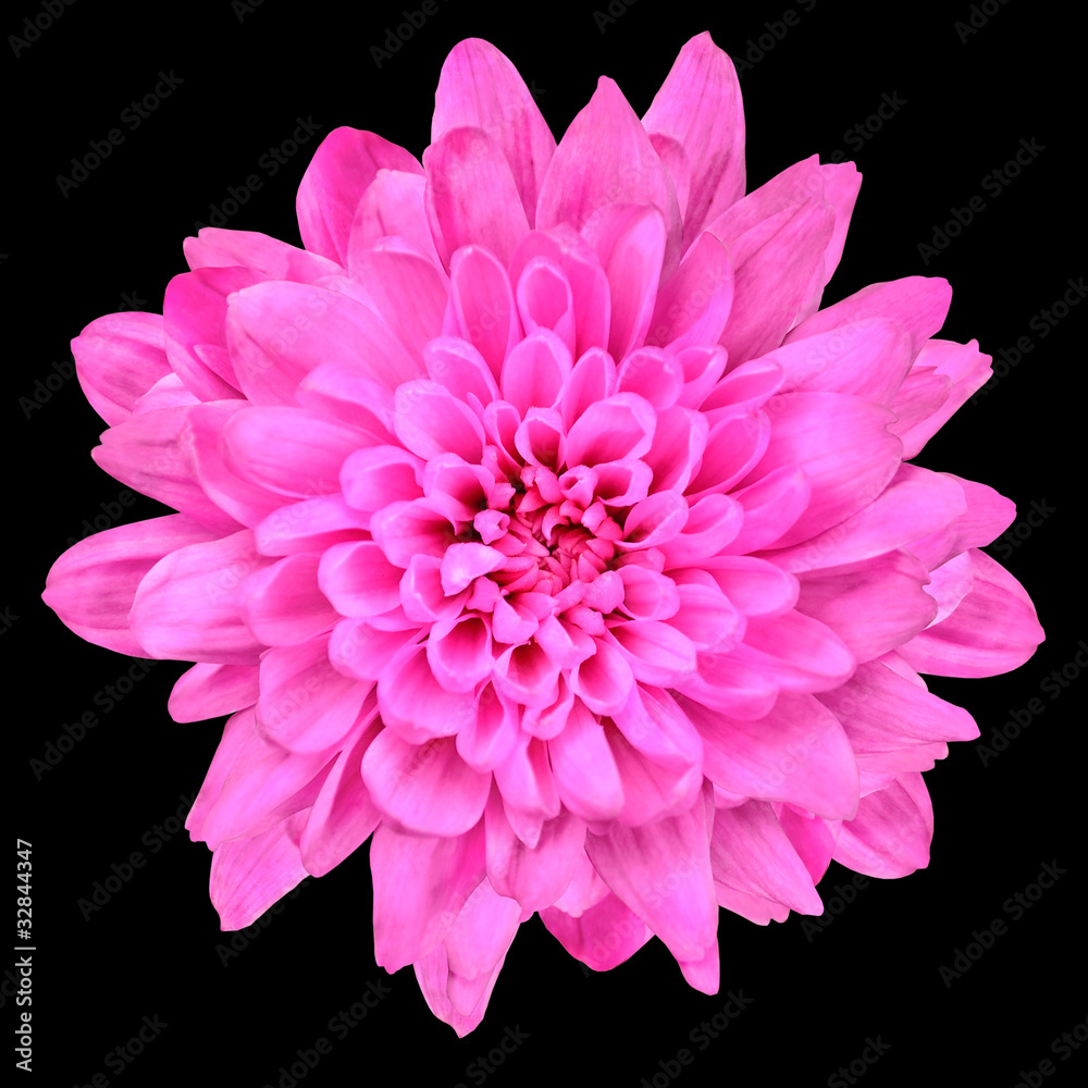 Pink Chrysanthemum Flower Isolated over Black Pink Chrysanthemum Flower Isolated over Black