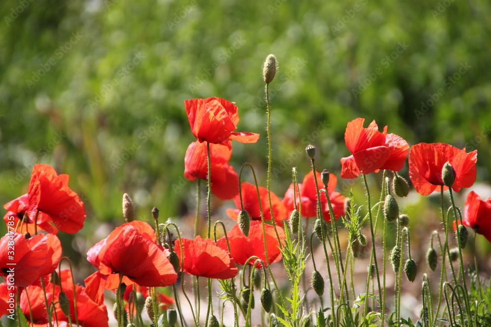 Naklejka premium Wilder Mohn im Sonnenlicht