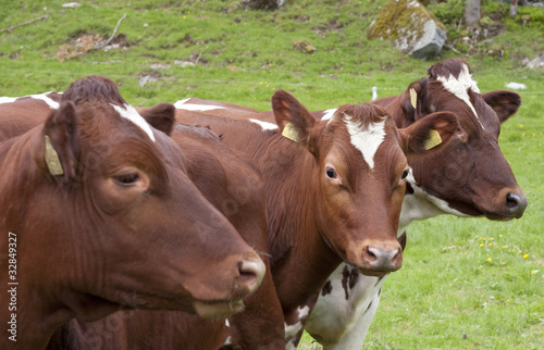 Young bulls of Norwegian Red (NRF) in green field