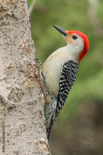 Male Red bellied Woodpecker (Melanerpes carolinus) -  Ontario
