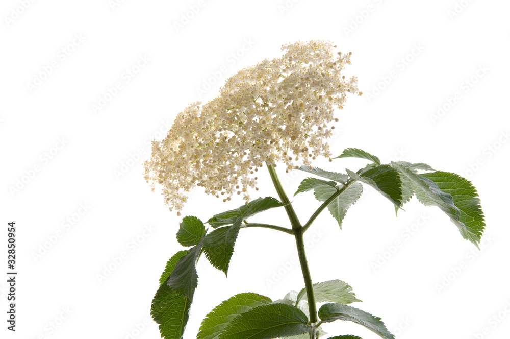 Holunderblüten Stock-Foto | Adobe Stock