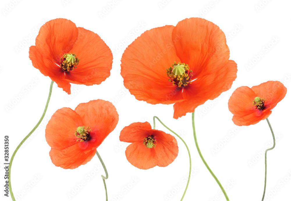 Naklejka premium Poppies