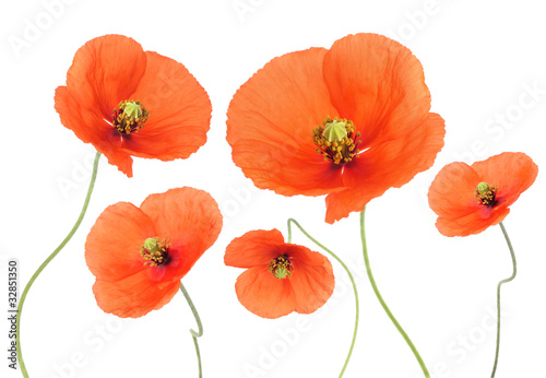 Fototapeta Naklejka Na Ścianę i Meble -  Poppies