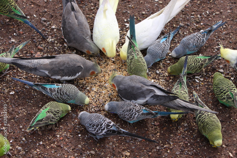 Fototapeta premium Sittich-Fütterung in einer Voliere