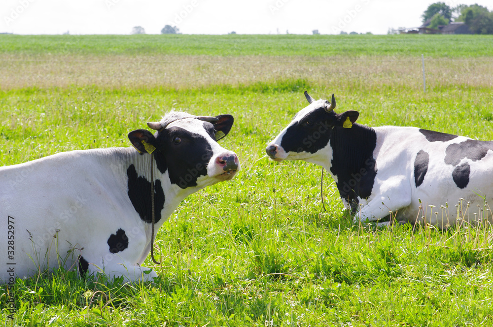 Black&white cows on farmland outdoor Black&white cows on farmland outdoor