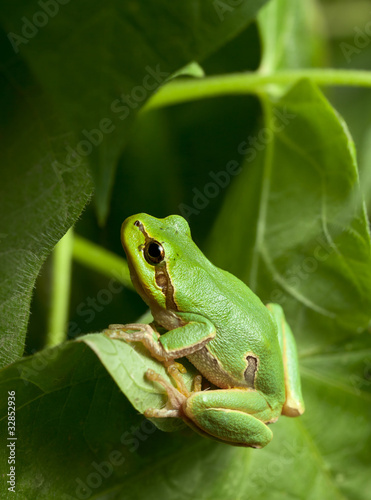 Green tree frog hiding in foliage