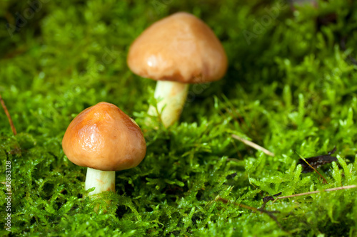 Two mushrooms in moss