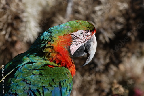 ara