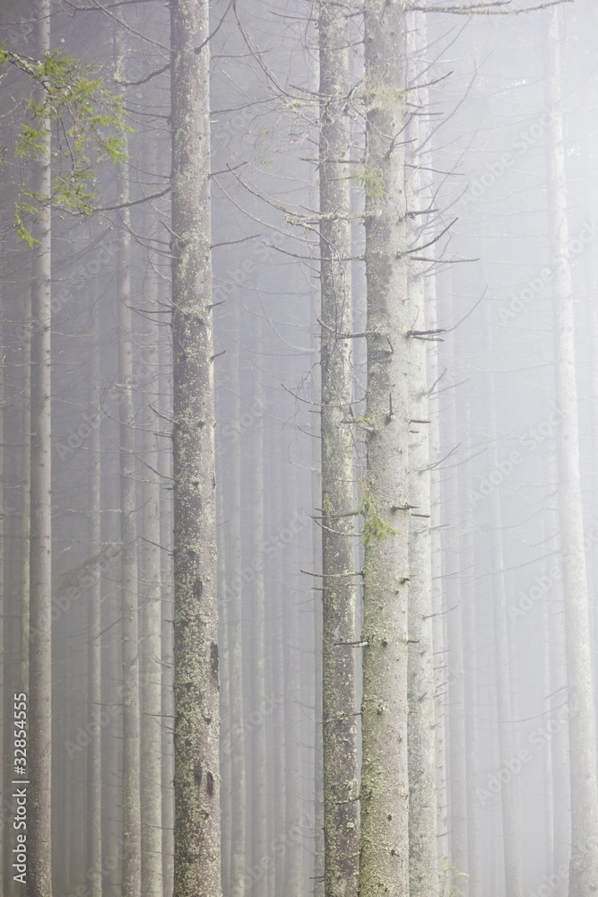 Forest with morning mist Forest with morning mist