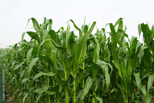 closeup pictures of maize leaf