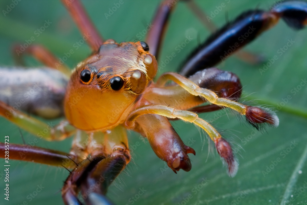 Extreme closeup of a Bathippus jumping spider Extreme closeup of a Bathippus jumping spider