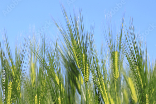 青空と小麦