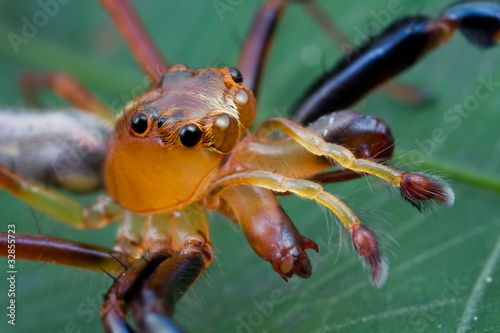 Foto Extreme closeup of a Bathippus jumping spider