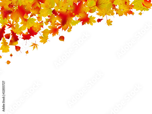 Autumn card of colored leafs. EPS 8