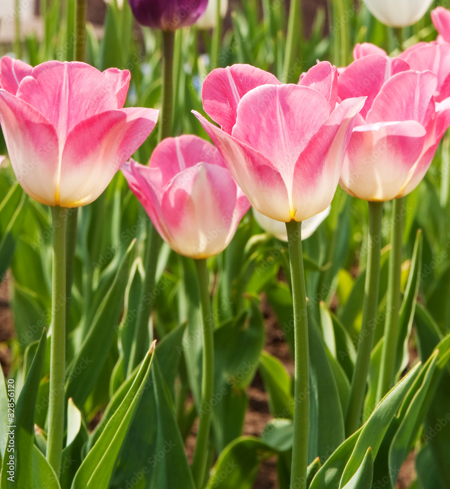 tulips