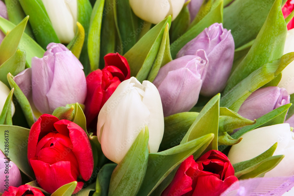 Fototapeta premium tulips