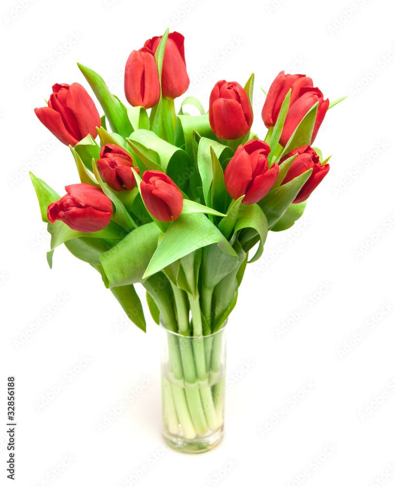 tulips tulips