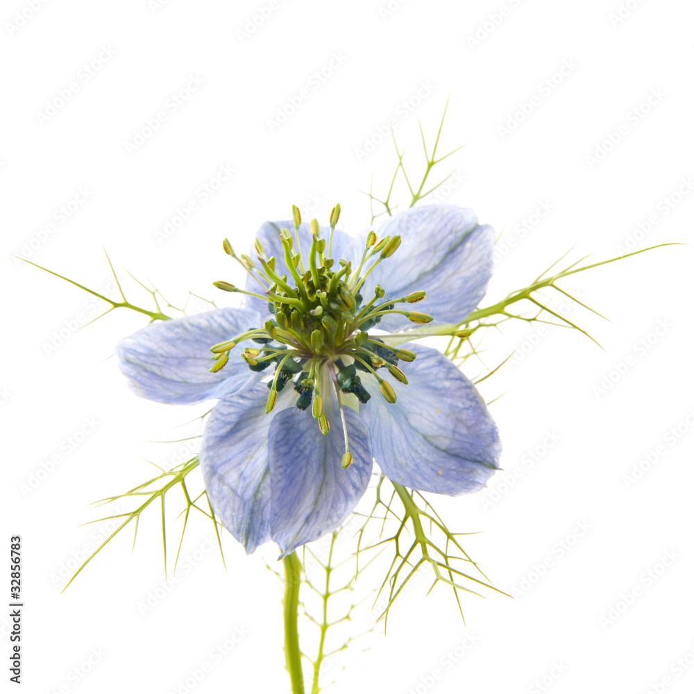 nigella