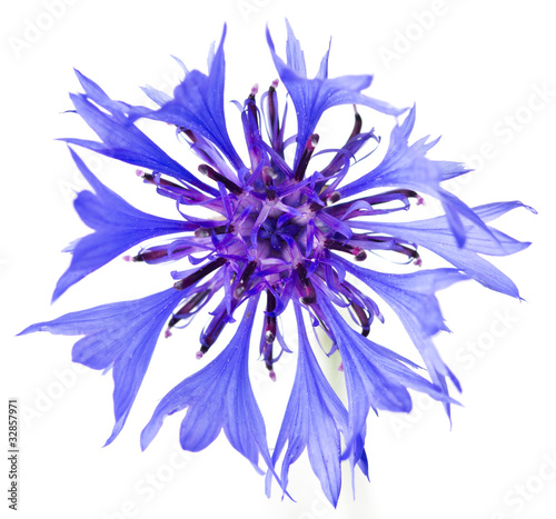 Cornflower on the white background.