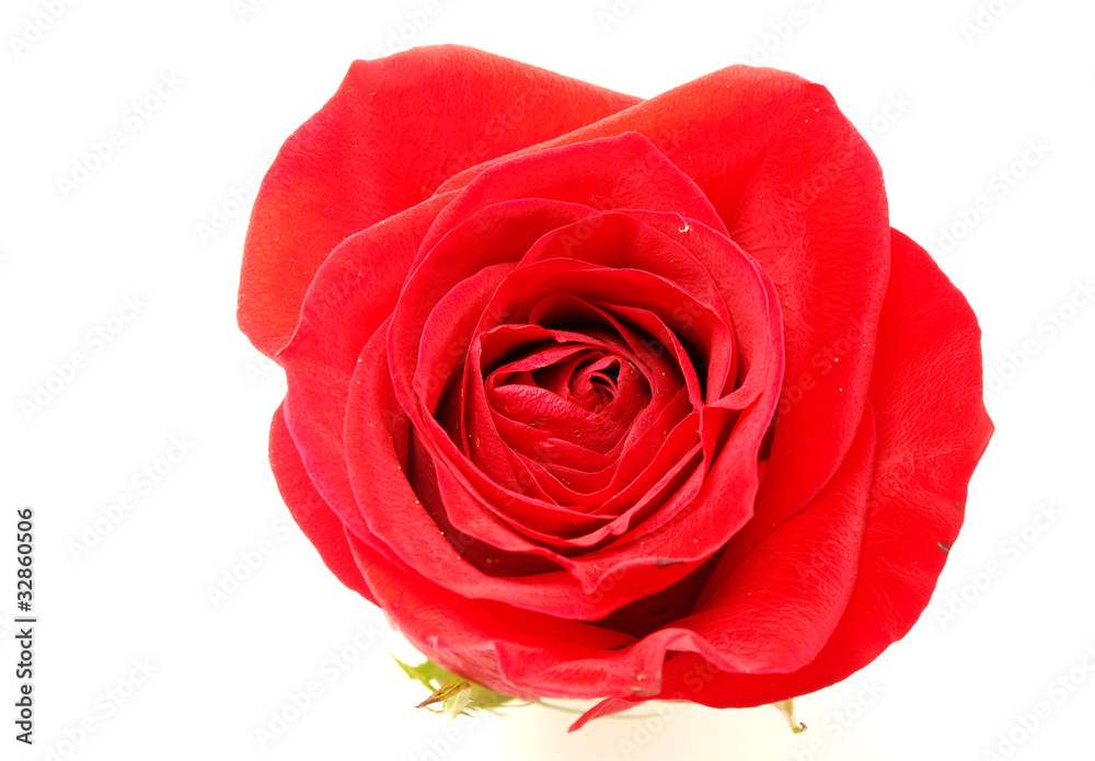Rose Rose