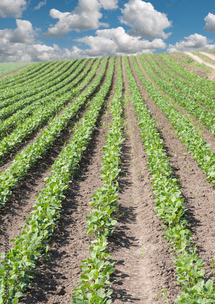 soybean field